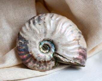 Iridescent Ammonite Fossil