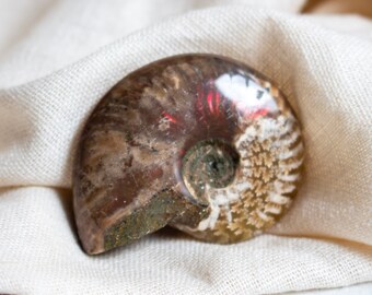 Iridescent Ammonite Fossil