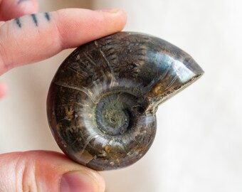 Iridescent Ammonite Fossil