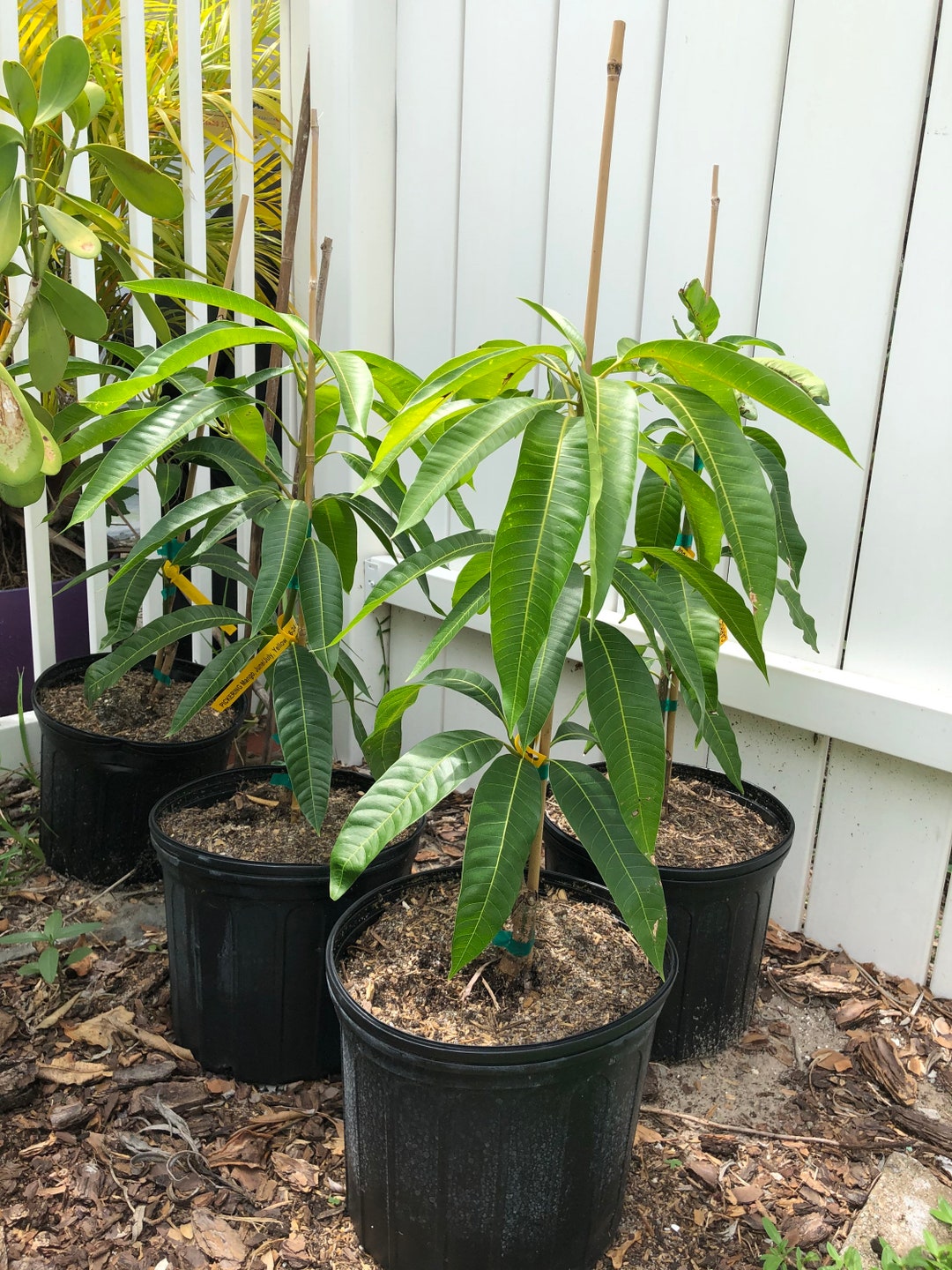 LIVE Dwarf Mango Tree multiple Varities Available.....fully Rooted