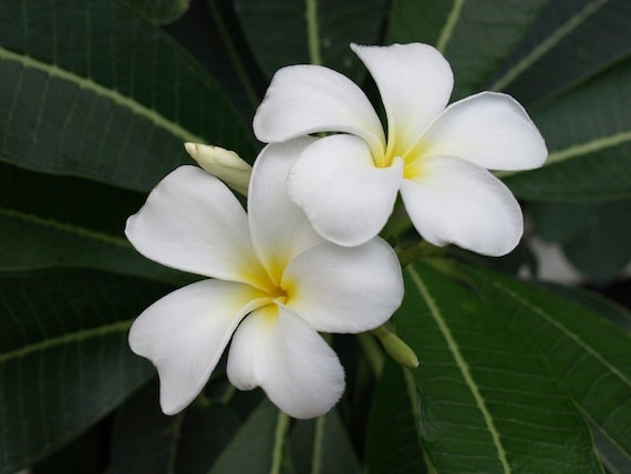 PLUMERIA (bridal Bouquet) **pudica** - Etsy Canada