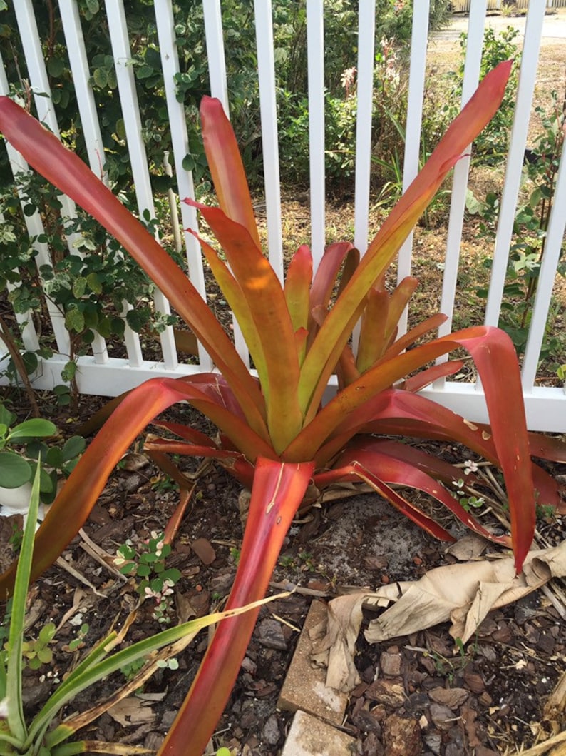 Giant Orange Bromeliad aechmea Blanchetiana Live Plant Etsy