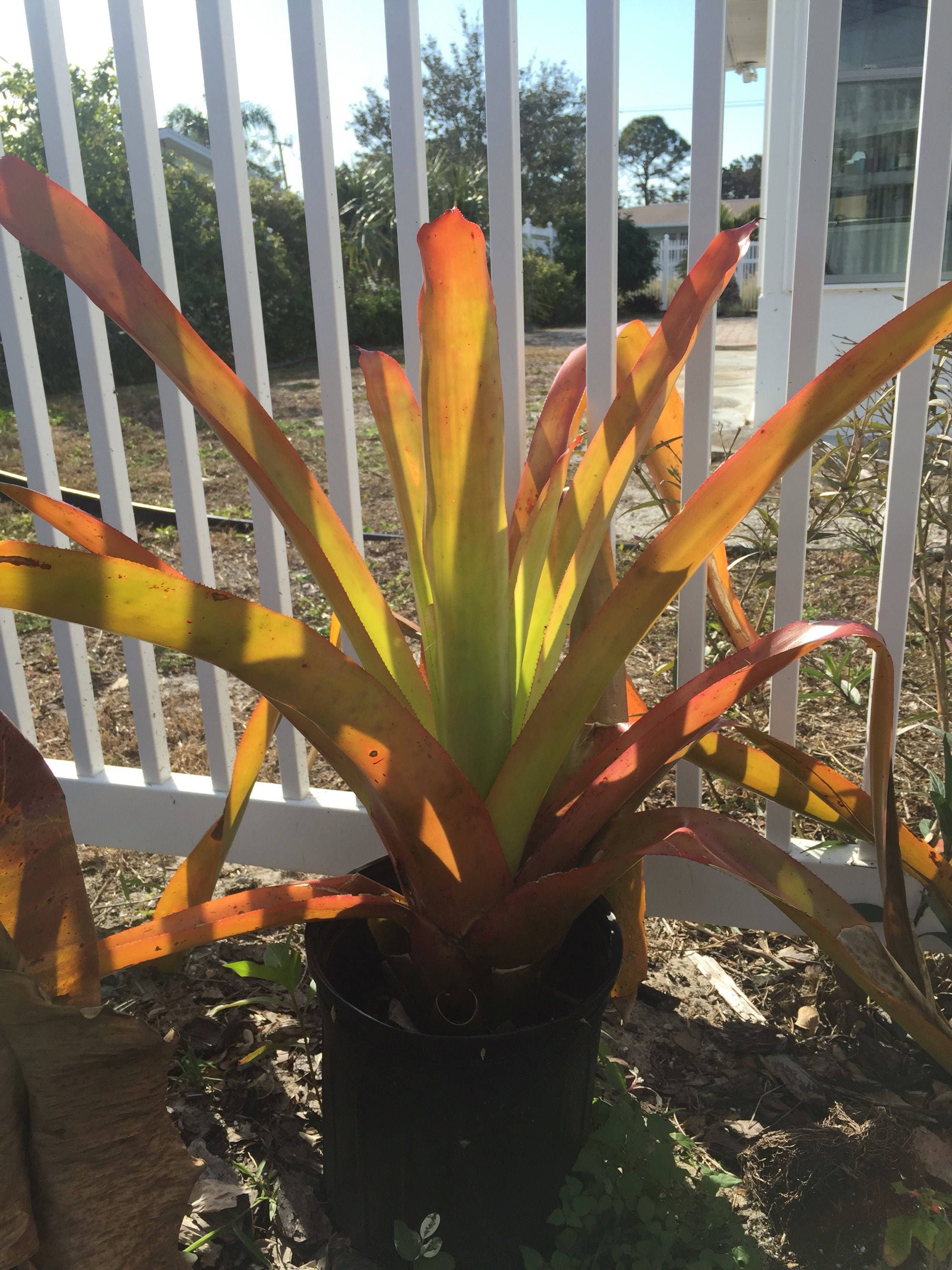 Giant Orange Bromeliad aechmea Blanchetiana Live Plant Etsy