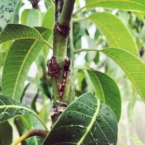 MANGO budwood (5 SCIONS)
