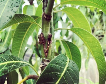 Pre-order….MANGO budwood (5 SCIONS)