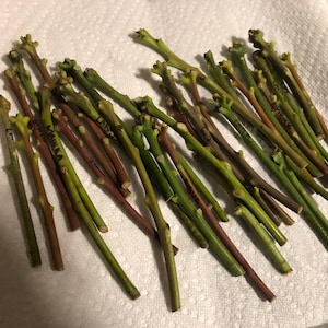 Mango Budwood____5 SCIONS multiple varieties available