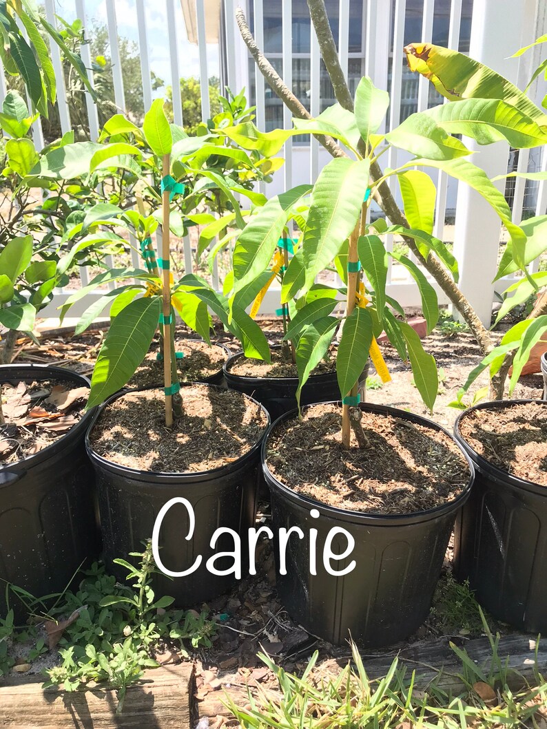 LIVE Dwarf Mango Tree multiple Varities Available.....fully Etsy