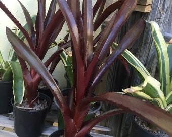 Bromeliad: Aechmea Royal Wine (Red and Green)