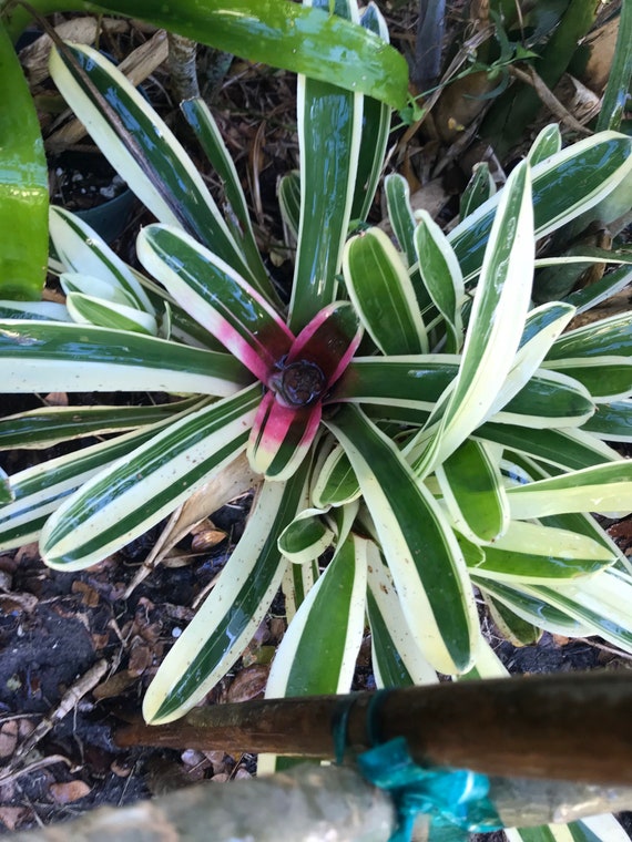 BROMELIA neoregalia bossa nova verde blanco y rosa - Etsy México