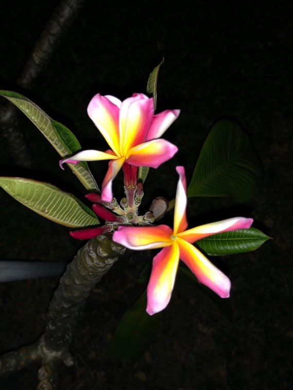 CANDY STRIPE Live Plumeria Cutting - Etsy