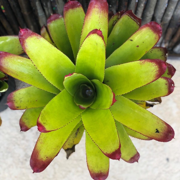 Bromeliad red/purple tipped LIVE PLANT (Cruenta)