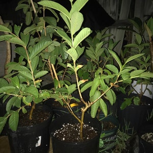 Guava tree-LIVE PLANT (fully rooted)