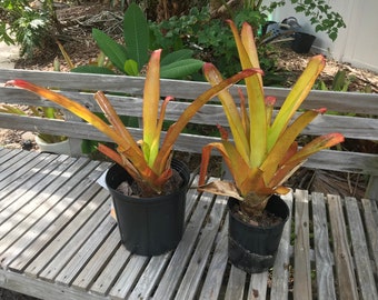 Giant Orange Bromeliad (aechmea blanchetiana) live plant