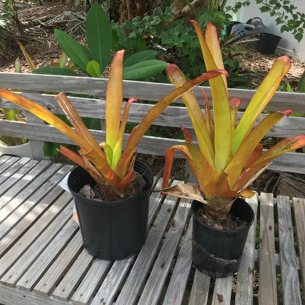 Giant Orange Bromeliad (aechmea blanchetiana) live plant