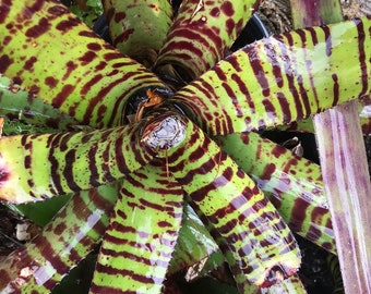 Bromeliad (Neoregelia) HANNIBAL LECTER