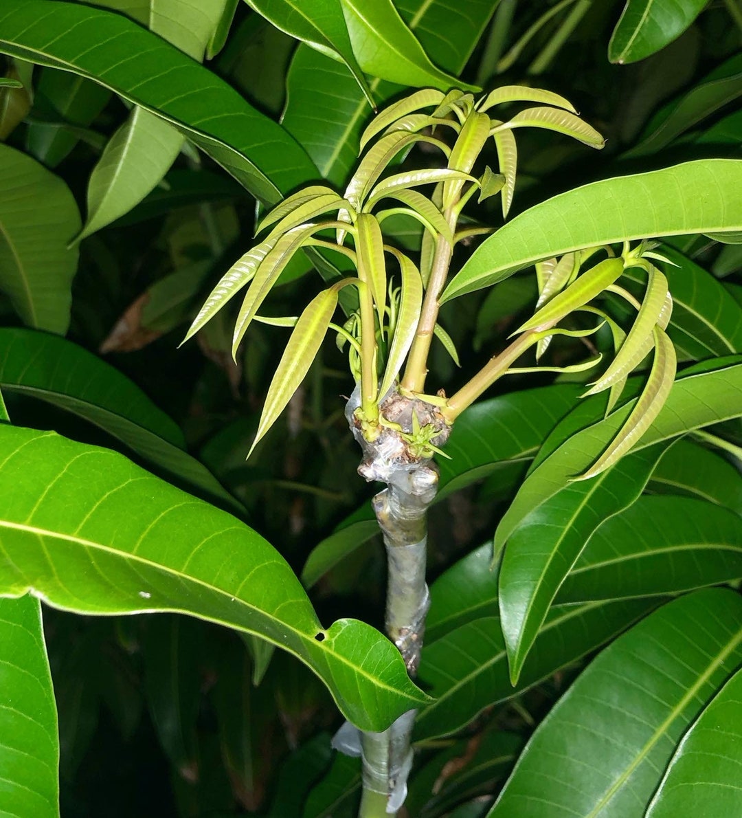 Mango Budwood____scions Multiple Varieties Available Etsy