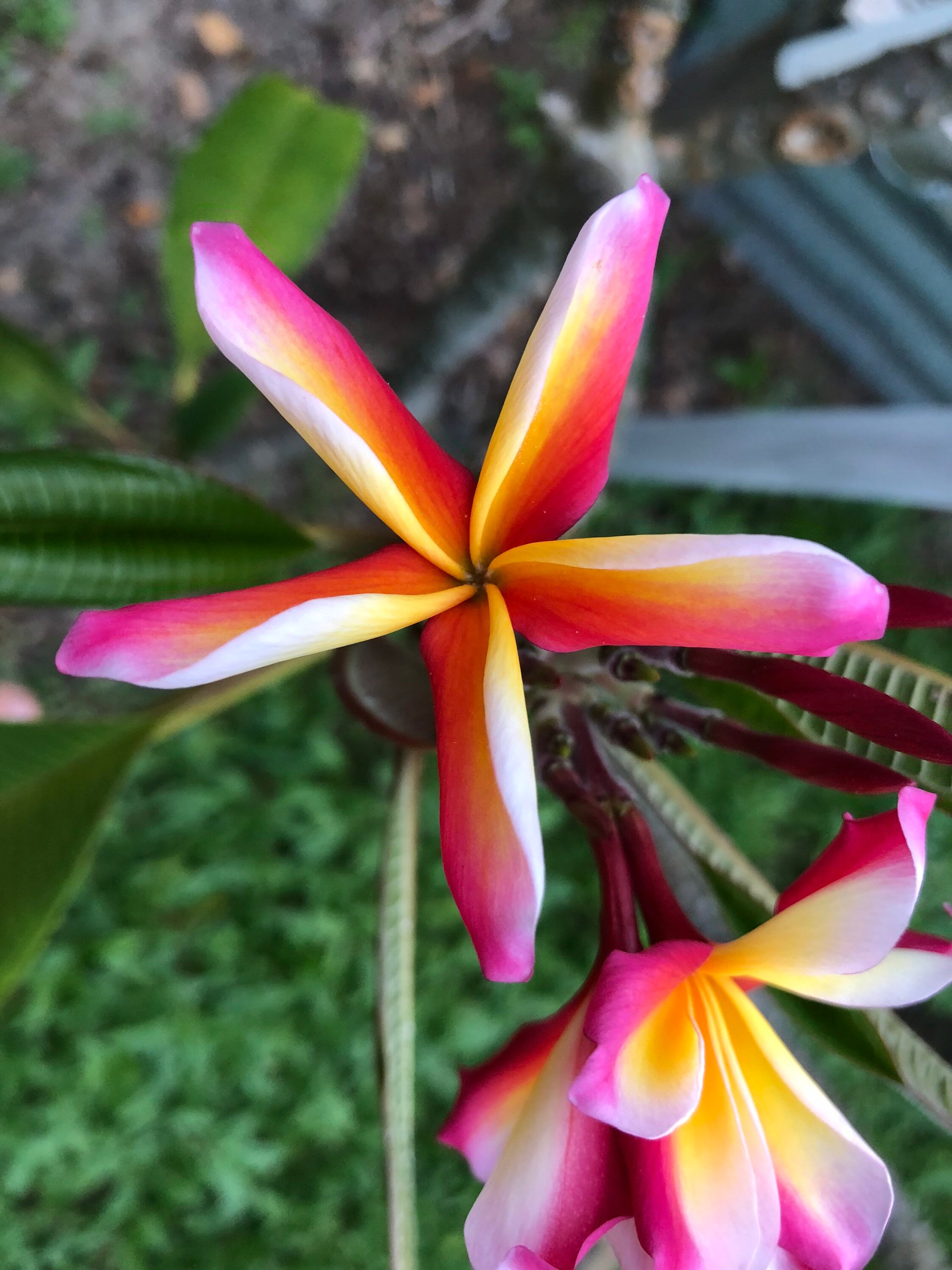 CANDY STRIPE Live Plumeria Cutting - Etsy