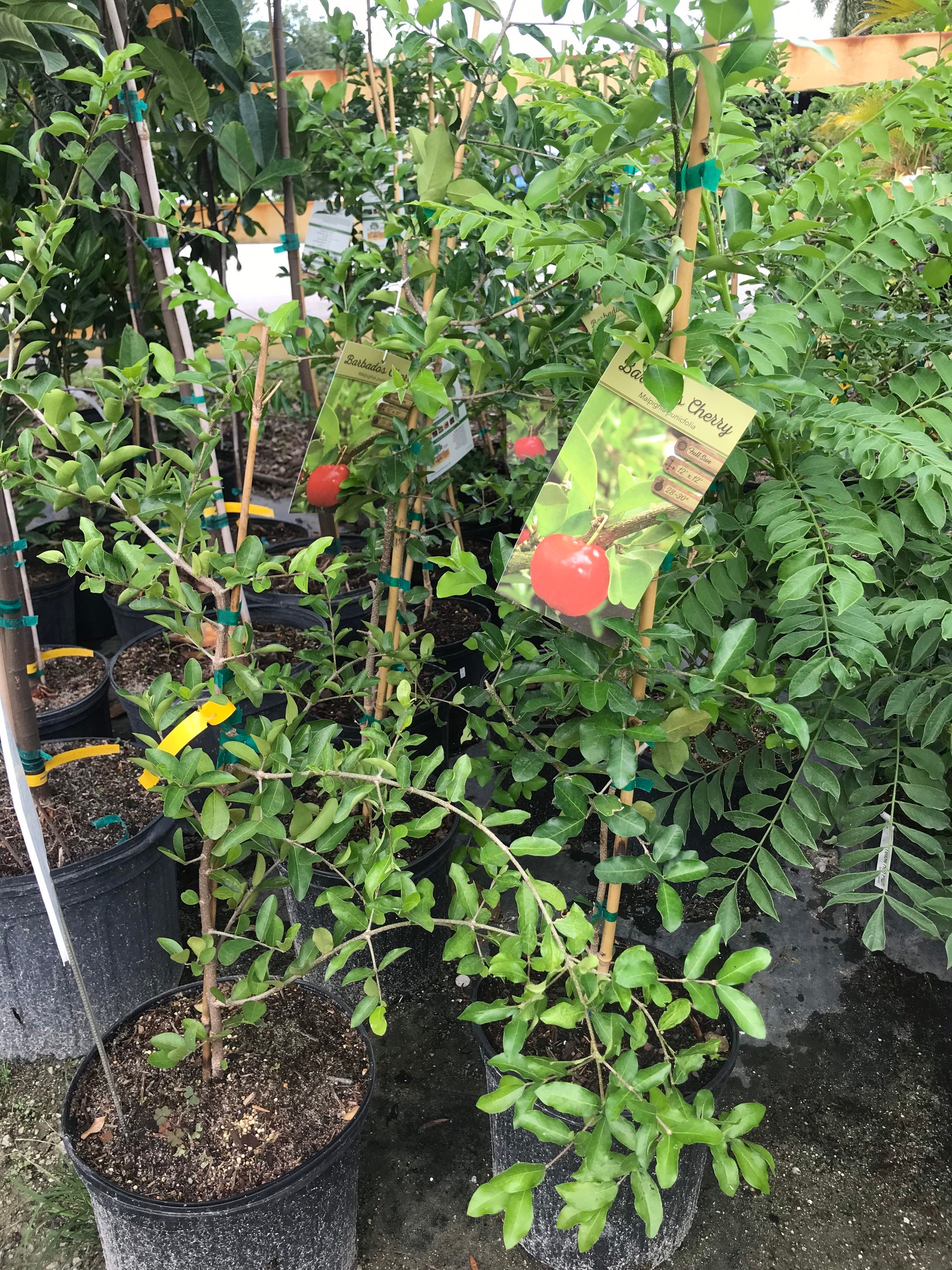LIVE Plantbarbados Cherry Tree fully Rooted Etsy