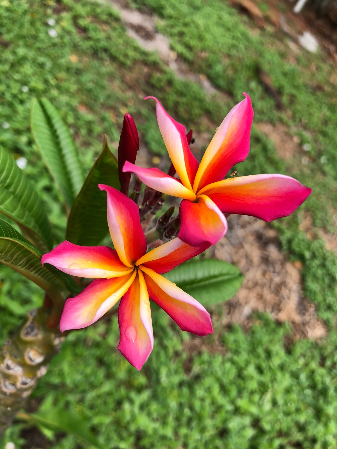 【引取限定】プルメリア 苗木 キャンディーストライプ Candy Stripe Candy Stripe Plumeria