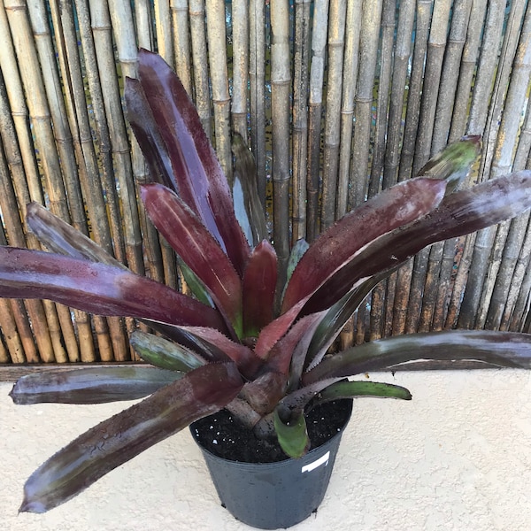 GIANT PURPLE BROMELIAD (aechmea-mulfordii-malva)