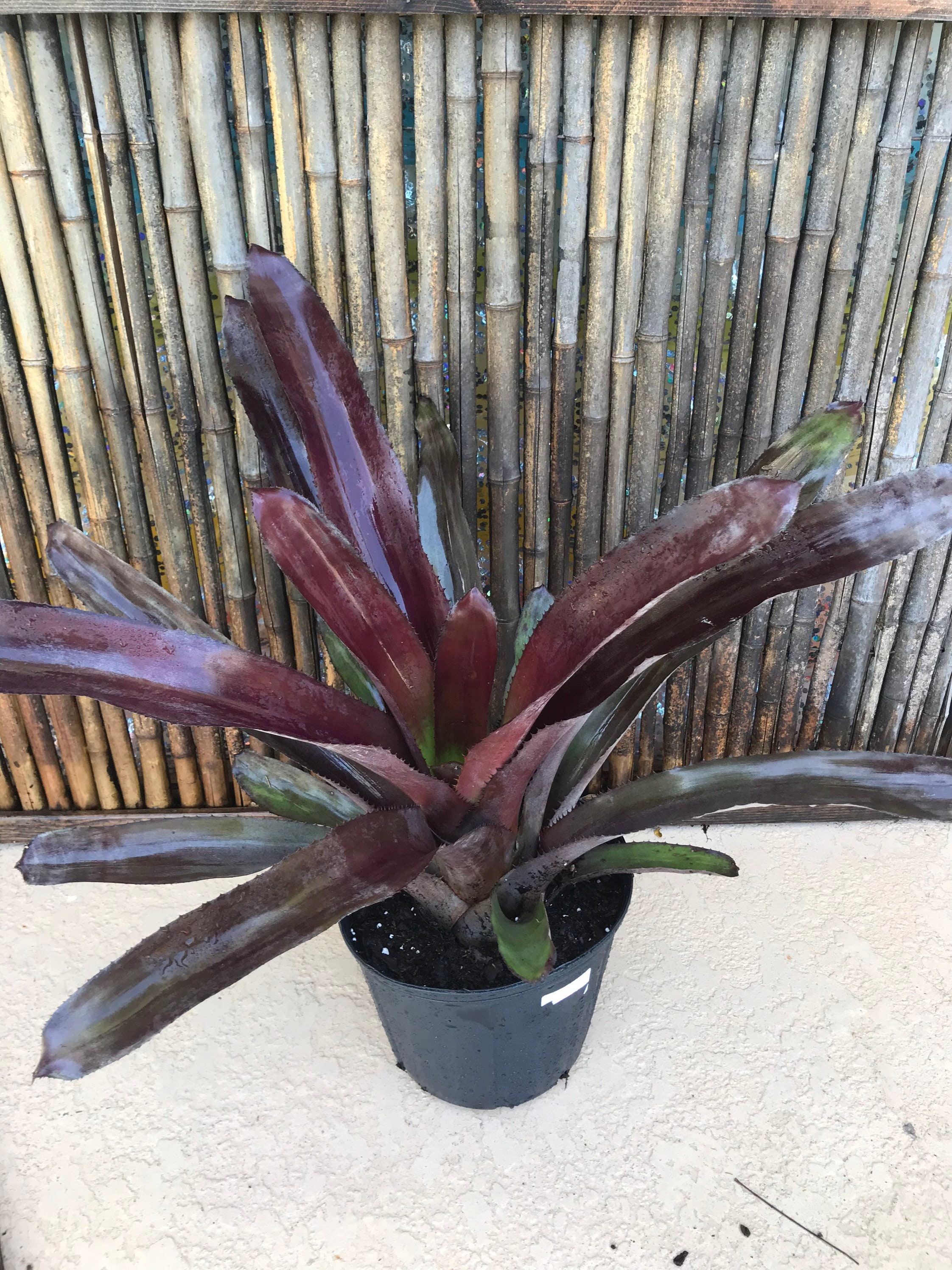 GIANT PURPLE BROMELIAD (aechmea-mulfordii-malva) - Etsy