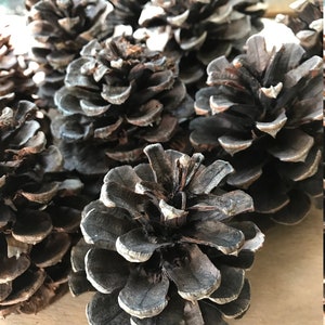 Pine Cones, 12 Cinnamon Scented Pondarosa Pine cones.