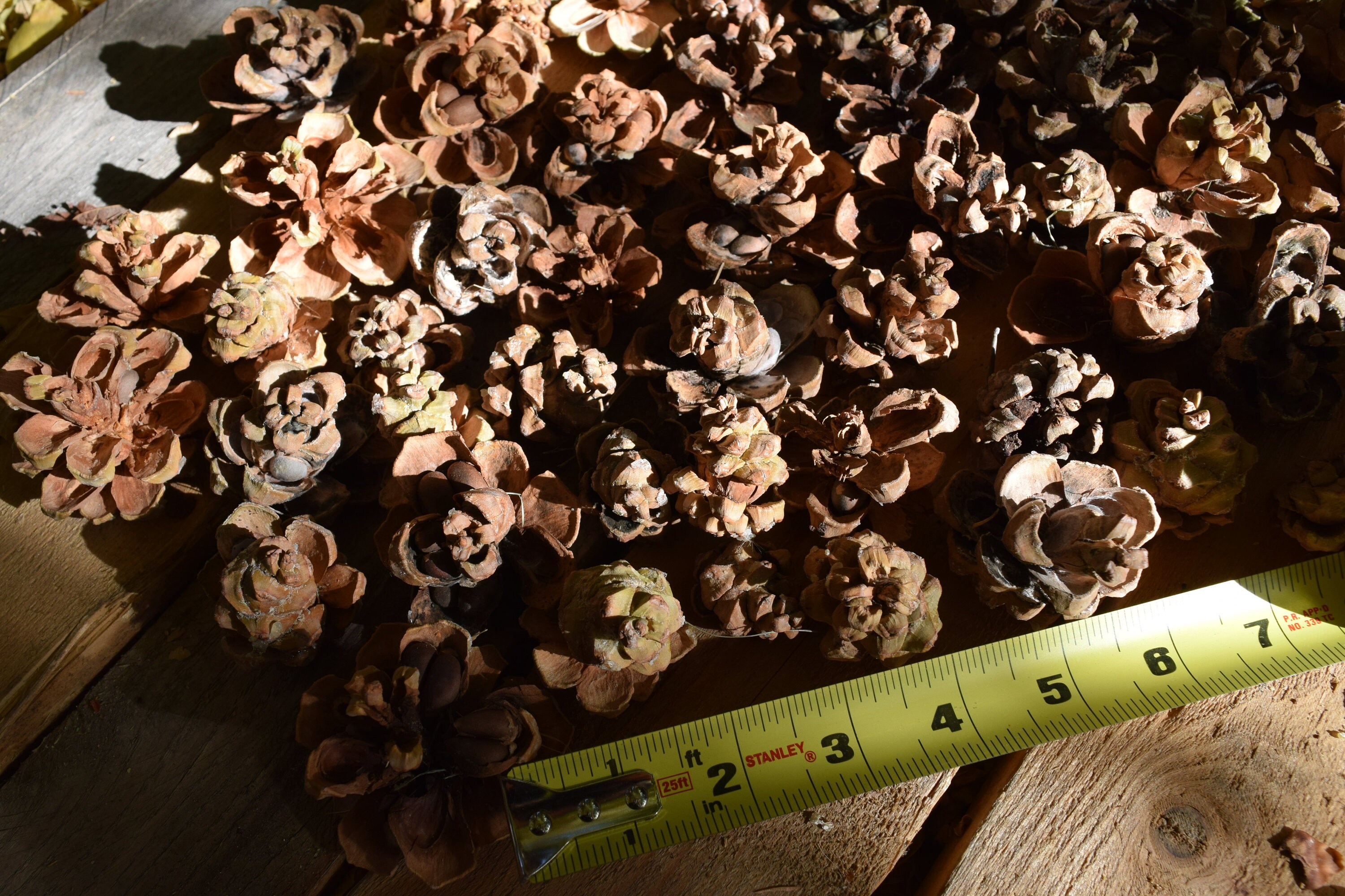 Pine Cones 12 Single Leaf Pinyon Pine Cones Pinyon Pine Etsy