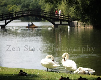 Swans in the Park Photo. Wildlife Photography. Bird Wall Decor. River Photography. Unframed Photo Print, Framed Photography, Canvas Print.