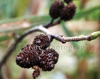 Alder Cones Wall Art. Nature Photo Print. Macro Photography. Tree Branch Unframed Photo Print Framed Photography Canvas Print. Home Decor.