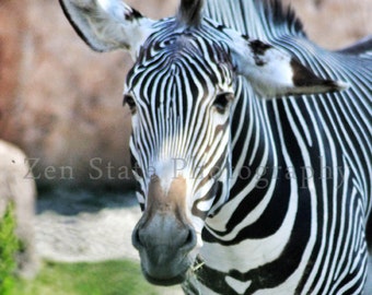 Zebra Photograph Animal Art Wall Decor Nature Photography Zebra Photo Print Childrens Art Print Animal Photo Fine Art Photography Wall Decor