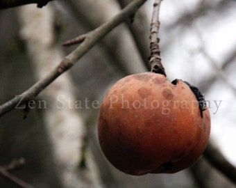 Autumn Wall Decor. Nature Photography Print Wall Art. Autumn Wall Decor. Fruit Photo Print, Framed Photography, or Canvas Print. Home Decor.