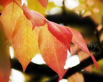 Fall Colors Autumn Photography. Fall Leaves Fine Art Print Autumn Decor. Gold, Orange, Red and Yellow Nature Photo Wall Decor. Autumn Decor.