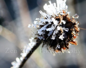 Hoar Frost Photography. Nature Photography Print. Macro Photography. Frost Photo Print, Framed Photography, or Canvas Print. Home Decor.