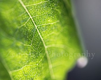 Green Leaf Fine Art Print. Macro Photography Print. Leaf Art Photo. Nature Wall Art. Canvas Art Print, Unframed Photography, Framed Prints