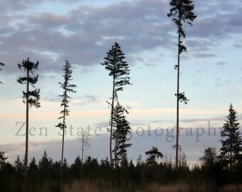 Towering Trees Nature Print. Sunset Photography Print. Wall Decor. Landscape Photo Print, Framed Photography, or Canvas Print. Home Decor.