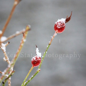 May include: Two red rose hips covered in snow on a branch against a gray background.