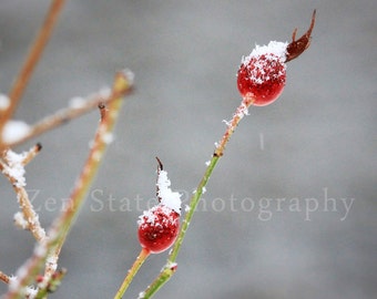 Winter Berry Wall Art. Nature Photography Print. Macro Photography. Rose Hips Photo Print, Framed Photography, or Canvas Print. Home Decor.