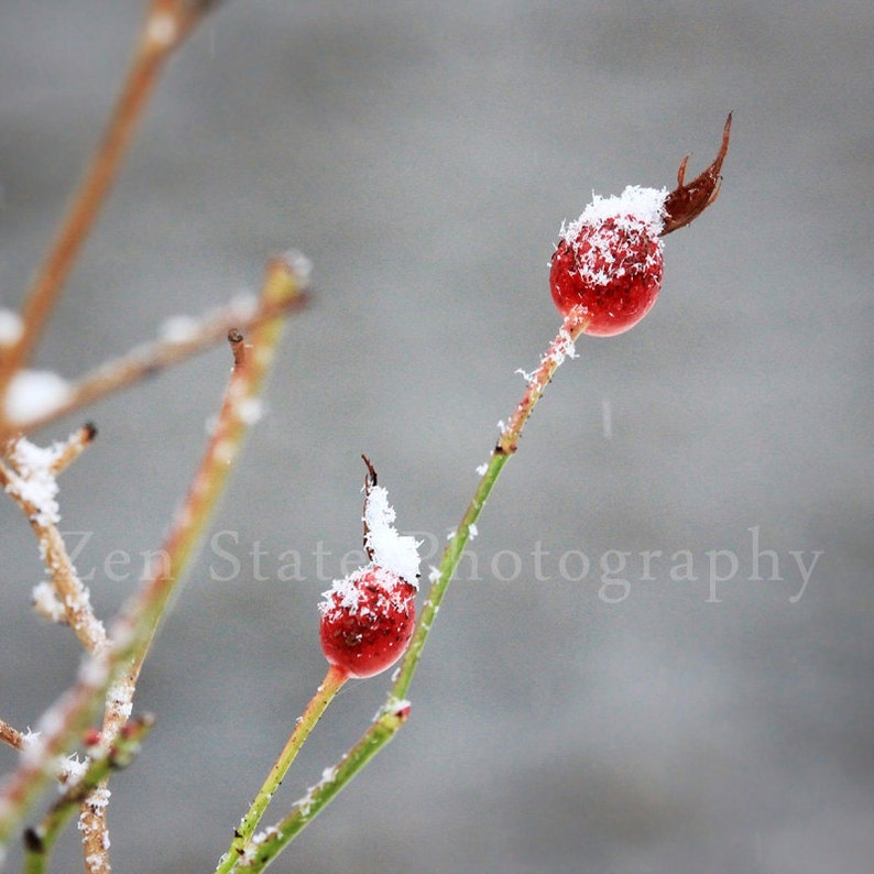May include: Two red rose hips covered in snow on a branch against a gray background.