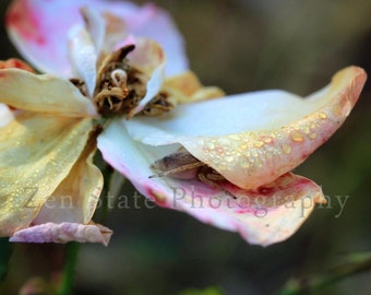 Rose Photo. Flower Photography Print. Macro Photography. Autumn Rose Wall Hanging. Unframed Photo, Framed Photography, or Canvas Print.