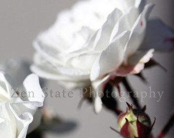 White Rose Photo Print. Floral Photography. Rose Photo Wall Art. Flower Photo. Unframed Photography Framed Print Canvas Print. Home Decor.