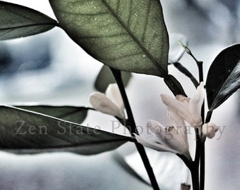 Lemon Tree Photo Print. Floral Photography. Green and White Wall Art. Flower Photo. Unframed Photography Framed Print Canvas Print.