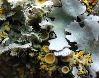 Nature Photography Print. Tree Lichen Nature Print. Biology Photo Print Wall Art. Photo Print, Framed Print, or Canvas Print. Home Decor.