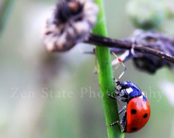Ladybug Nature Photograph Lady Bug Wall Art  Photography Print Red Photography Unframed Print Framed Photo Canvas Photography Home Decor