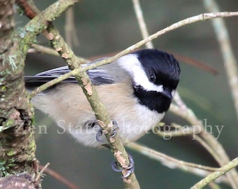 Bird Photography Print. Nature Photography Print. Bird Wall Art. Wildlife Photo Print, Framed Print, or Canvas Print. Home Decor.