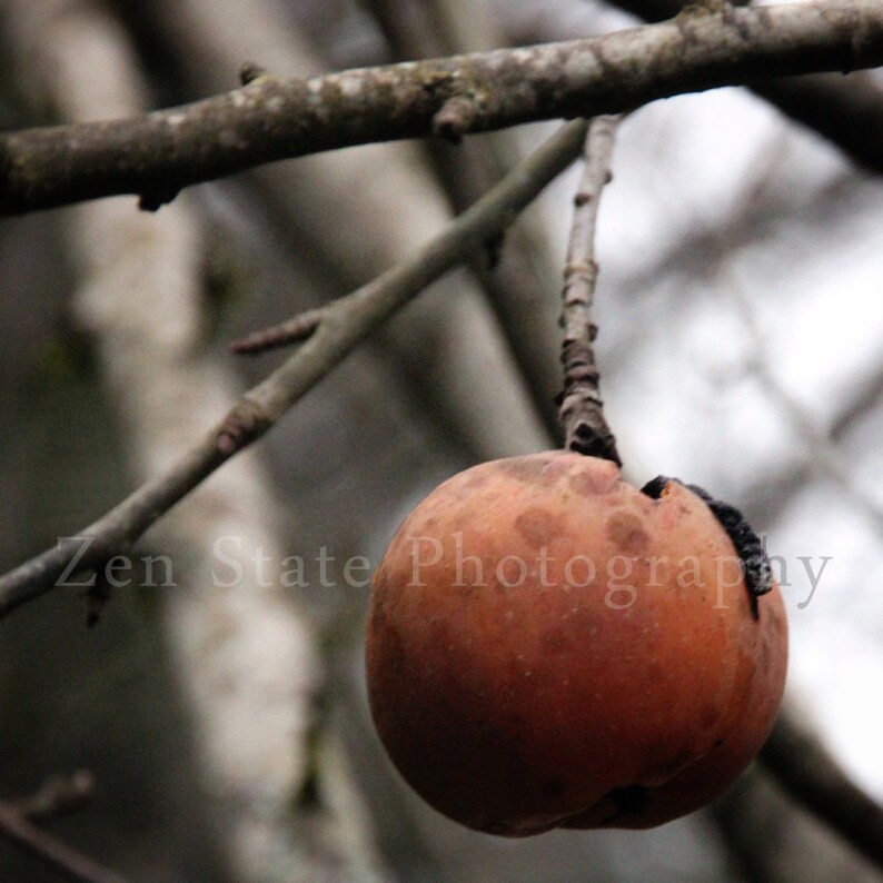 May include: A brown, dried apple with a bite taken out of it hangs from a bare tree branch.
