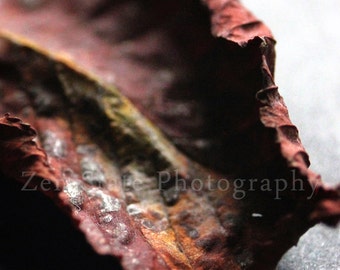 Autumn Leaf Photograph. Fall Leaf Nature Print. Macro Photography. Unframed Photo Print, Framed Photography, or Canvas Print. Home Decor.