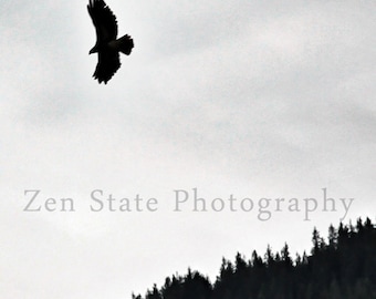 Soaring Eagle Photography. Bird Photo Print Wall Decor. Eagle Photo Print. Unframed Photography, Framed Print, or Canvas Art. Home Decor.