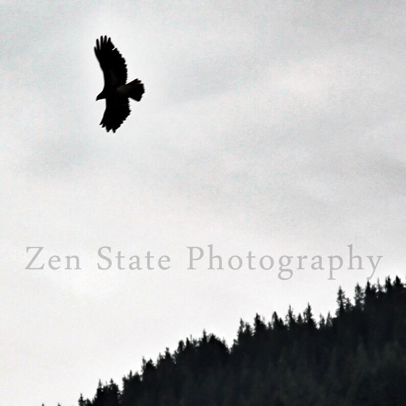 Soaring Eagle Photography. Bird Photo Print Wall Decor. Eagle Photo Print. Unframed Photography, Framed Print, or Canvas Art. Home Decor. image 1