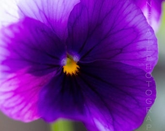 Pansy Flower Photography Print. Macro Photography. Purple Flower Decor. Unframed Photo Print, Framed Photography, or Canvas Print.