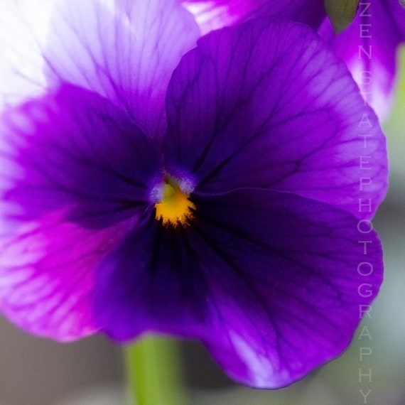 Pansy Flower Photography Print. Macro Photography. Purple Flower Decor. Unframed Photo Print, Framed Photography, or Canvas Print.